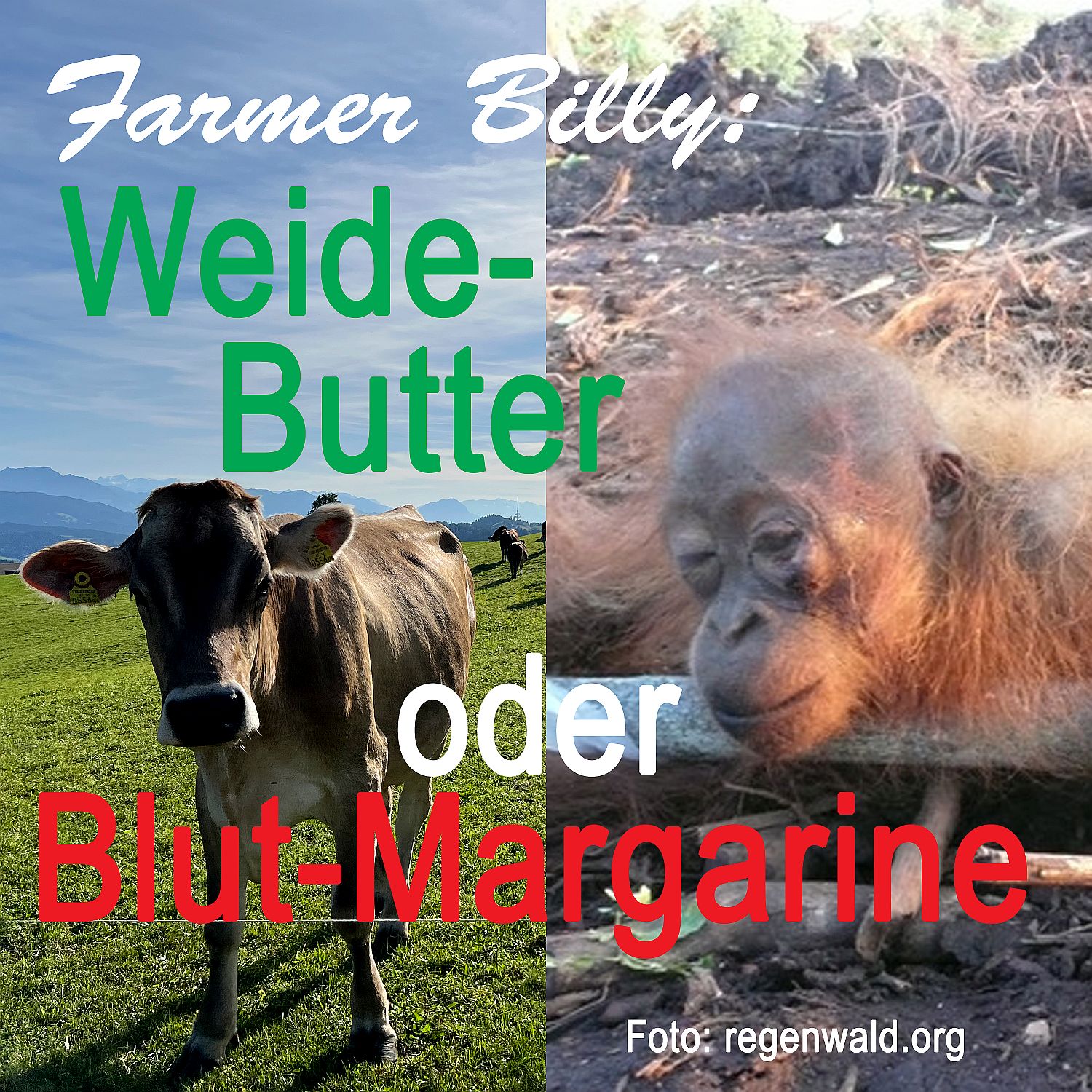 Kuh auf Weide/toter Orang Utan Foto rechts: regenwald.org